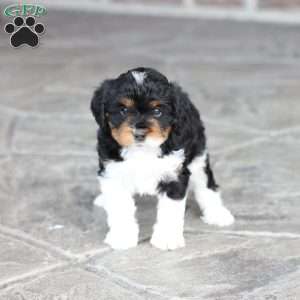 Kinsley, Cavapoo Puppy
